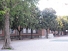 Gli alberi nel giardino della scuola elementare Pascoli  di Senigallia